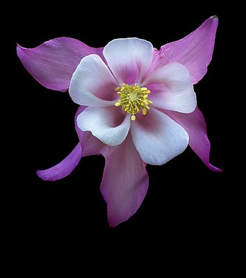 Columbine