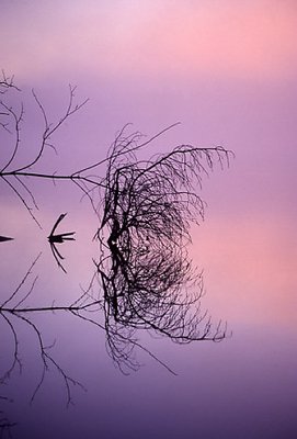 Branch Reflection