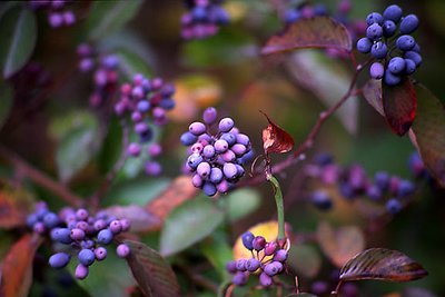 Wild Berries