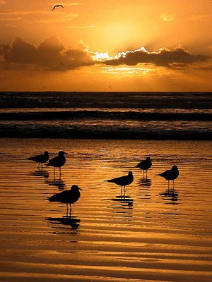 Gulls in Paradise