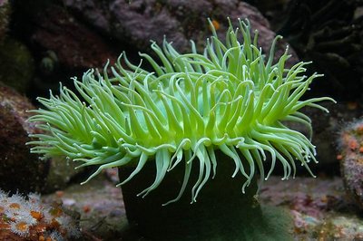 Underwater green thing