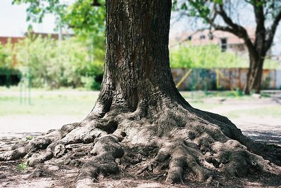 Lone Tree