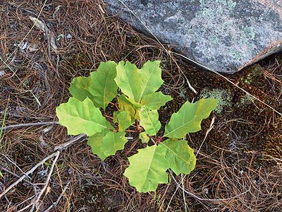 Leaf and Rock