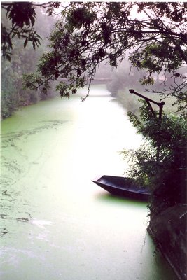 Venice Vert