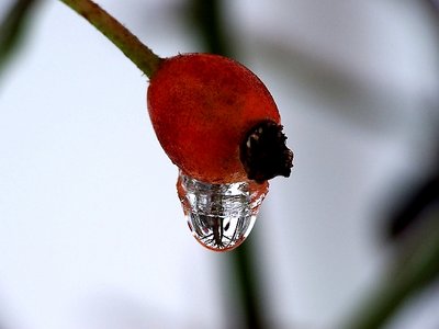 Droplet and Bud