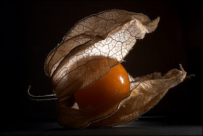 Physalis