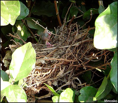 Bird Watcher  - Happy End