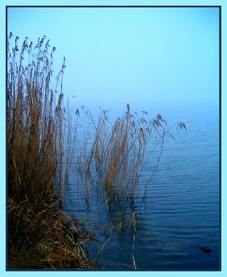 Reed (without reflection)