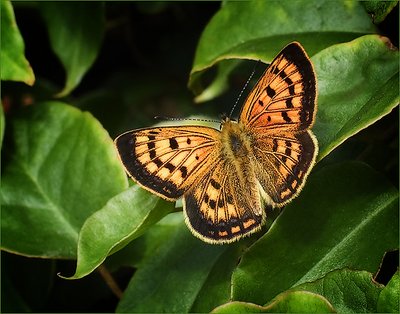 Copper Butterfly