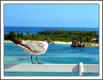 Bird in Bahamas