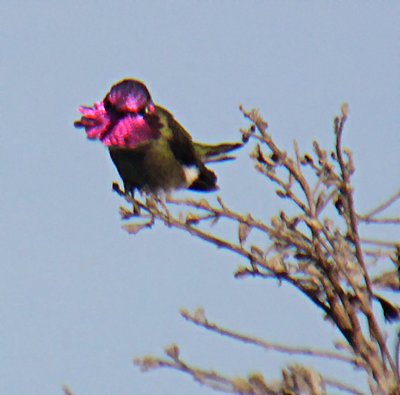 A Hummingbird's Moustache