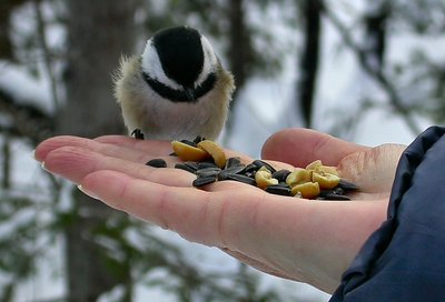 Feeding a 'forest' bird on a cold winter day.