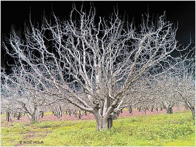 WINTER TREES