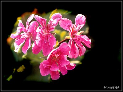 Flower  Watcher  - Magnifying glass