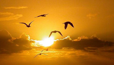 Pismo Sunset Birds