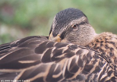 Sleeping Duck