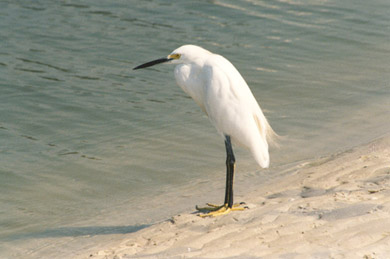 Egret By The Shore