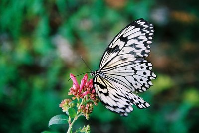 Black, White and colour