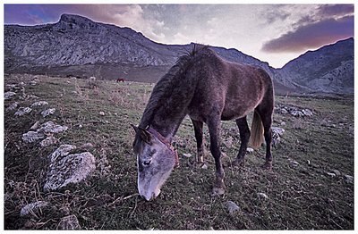 Horses of the Torcal Mountains