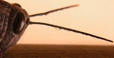 last locust