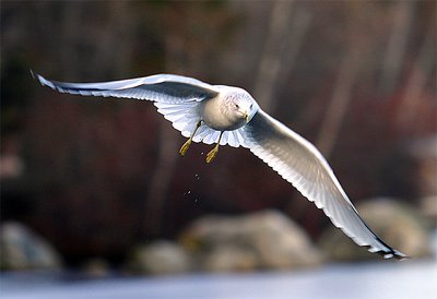 Gull