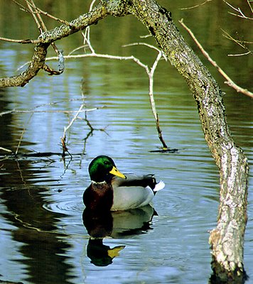 Crusin' Mallard