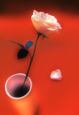The Rose