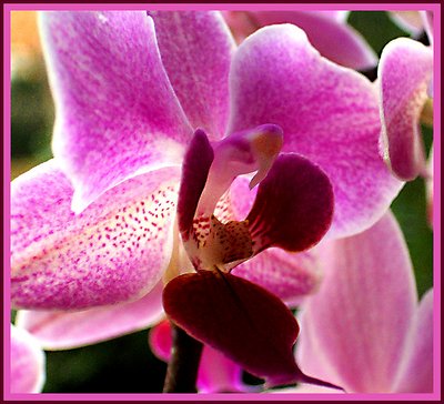 Orchid