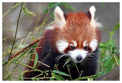 Red panda