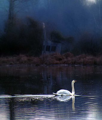 River Swan