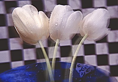 Tulip Troika