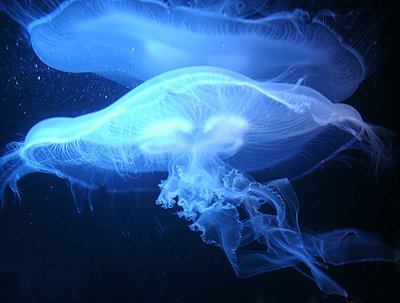 LIVING LIGHT