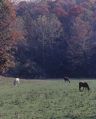 Indiana Pasture