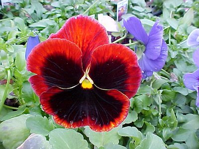 Red Pansy