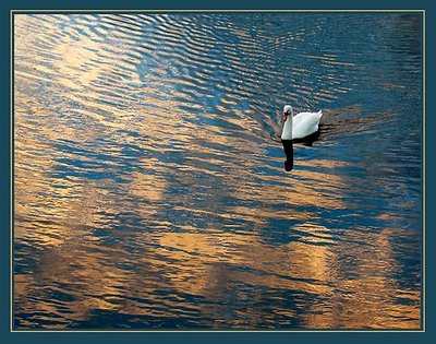 Passing Swan on Sunset Loch