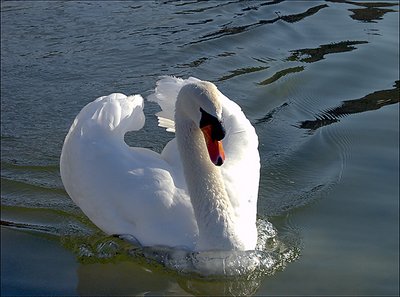 the swan boat