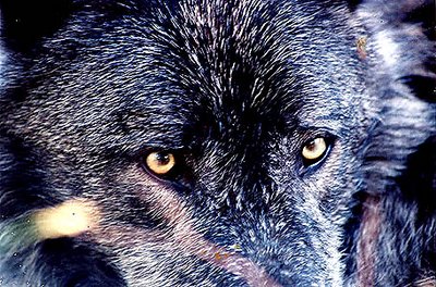 Spirit Wolf Eyes