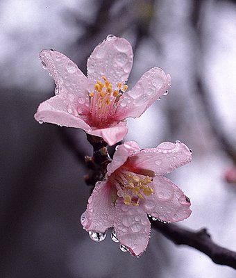 Almonds in the Mist