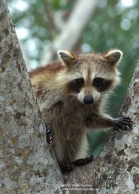 Raccoon, Merritt Island NWR, Florida