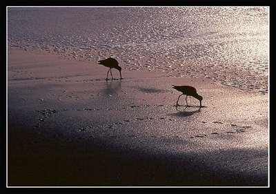 Beach Birds