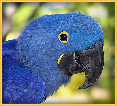 Blue Parrot