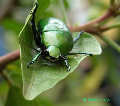 Green Bug