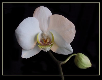 Phalaenopsis