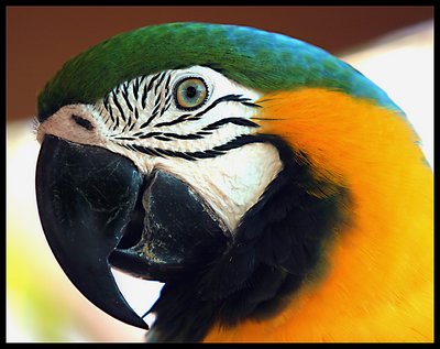 Parrot # 2