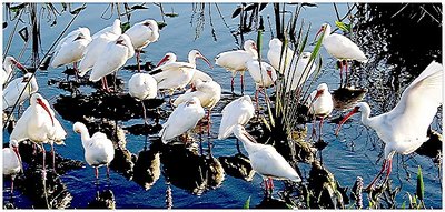 The Flocking of Ibis