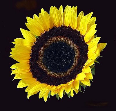 morning sunshine