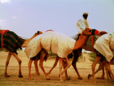 Camels Keeper
