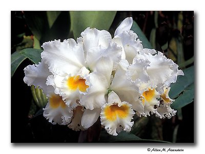 Orchids (s1431)