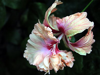 Double Hibiscus