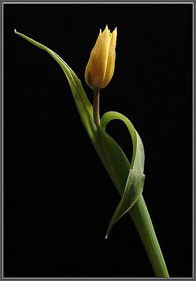Tulip common